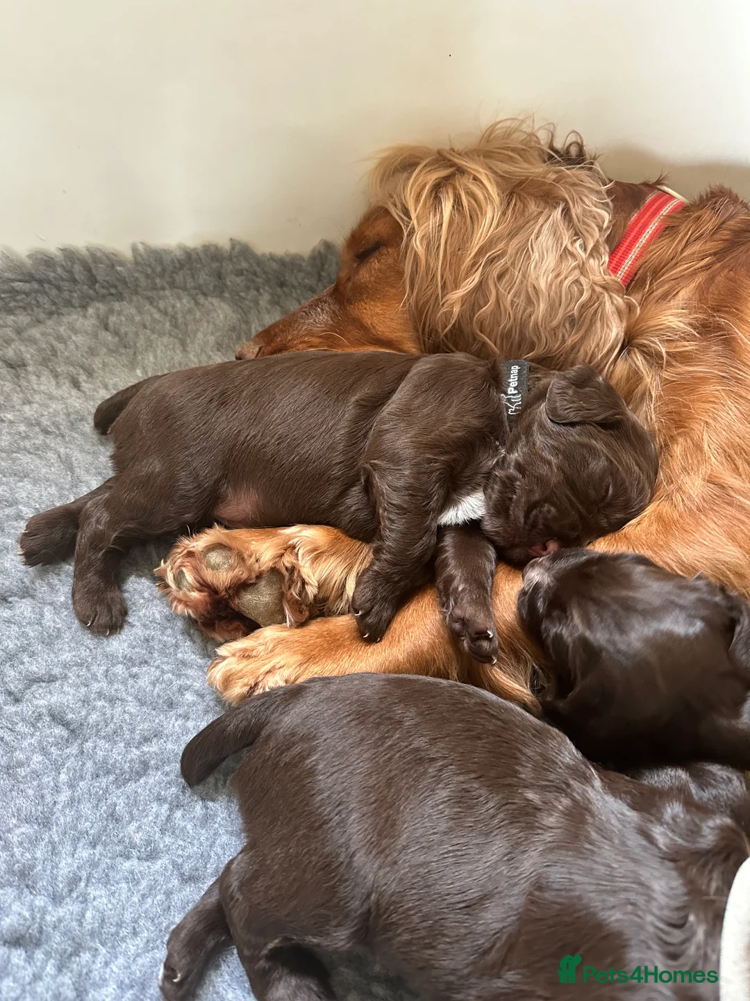 Cocker Spaniel dogs for sale: Working cocker spaniels in Chipping Campden - Advert 2