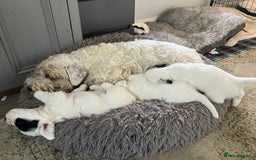 Sealyham Terrier dogs for sale: Quality KC registered Sealyham Terrier pups - Image 18