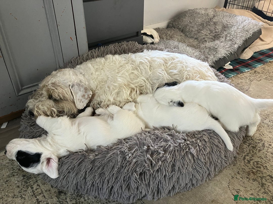 Sealyham Terrier dogs for sale: Quality KC registered Sealyham Terrier pups - Image 18