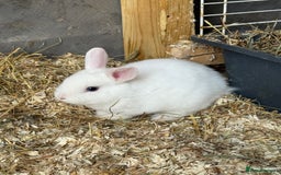 Mixed Breed rabbits for sale: Netherland dwarf mixed bunny - Image 2