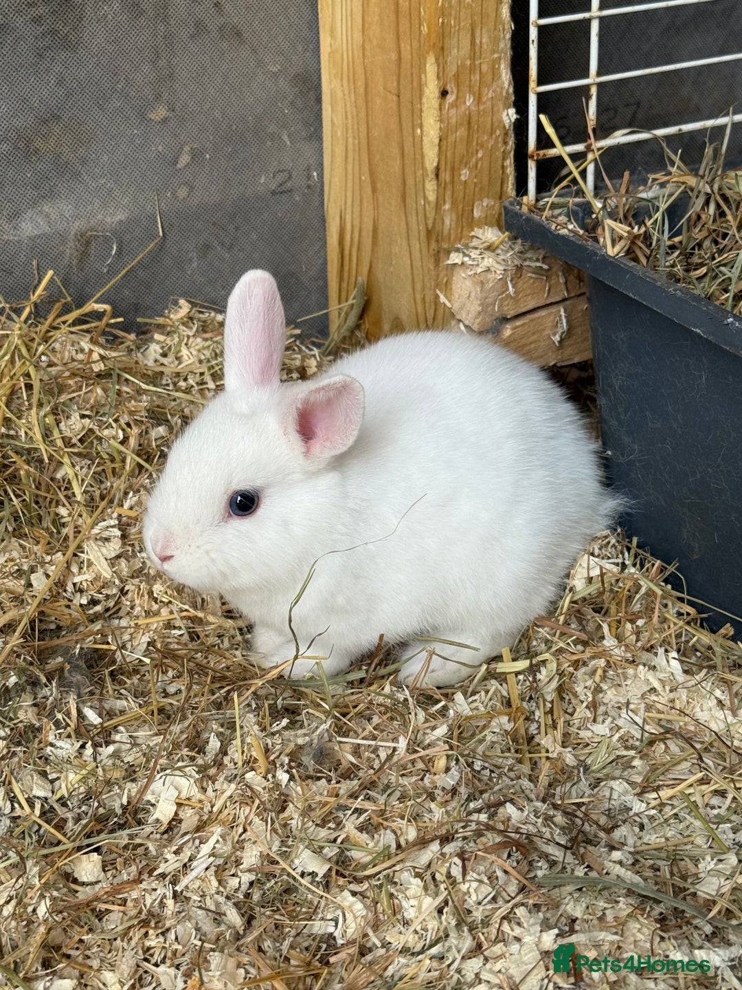 Mixed Breed rabbits for sale: Netherland dwarf mixed bunny - Image 2