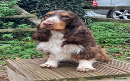 Cocker Spaniel dogs for sale: KC Show Type Cocker Spaniel Pups - Family Home  - Image 7