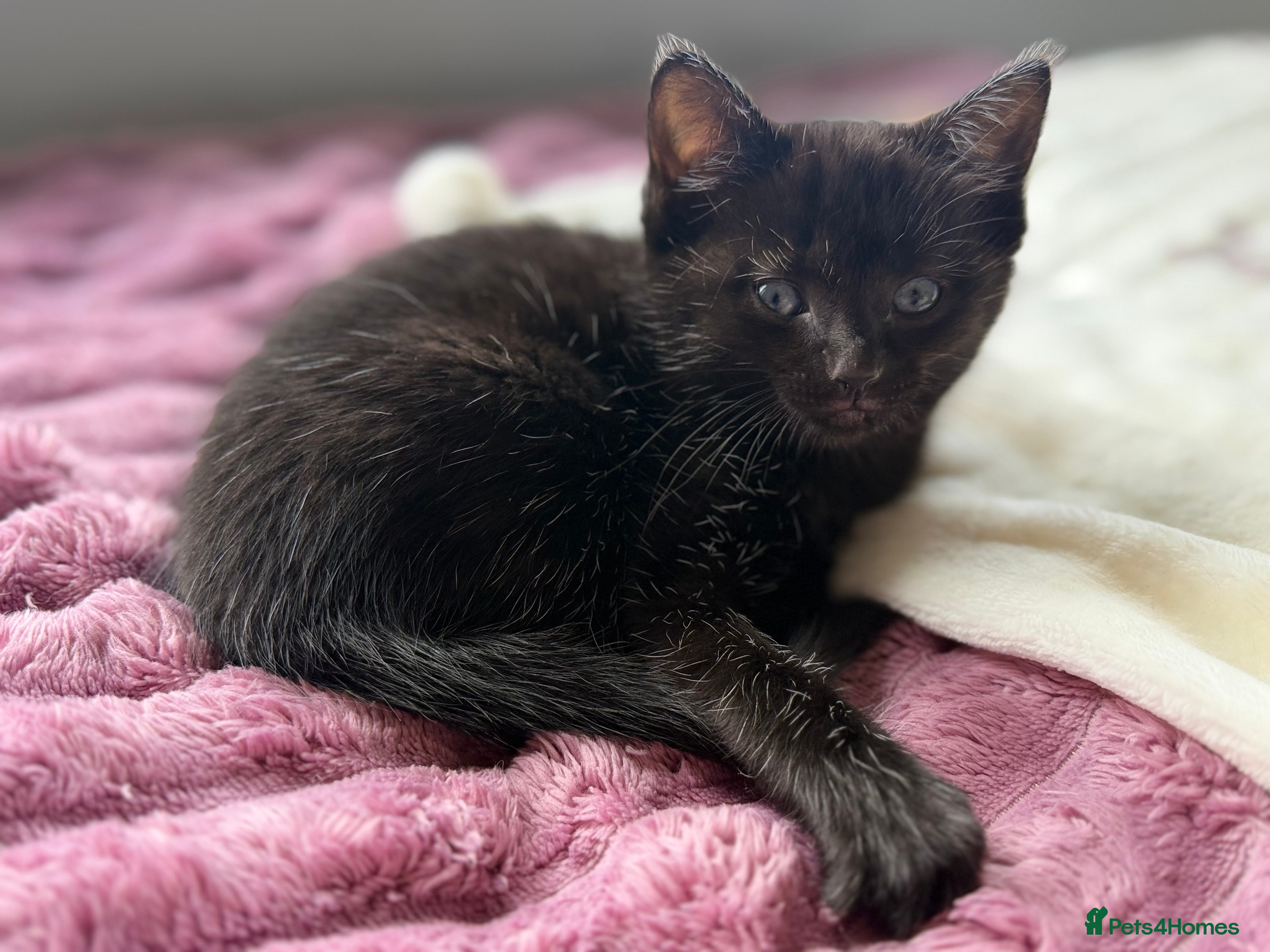 Mixed Breed cats Beautiful Ragdoll Cross Kittens – Available - Advert 2