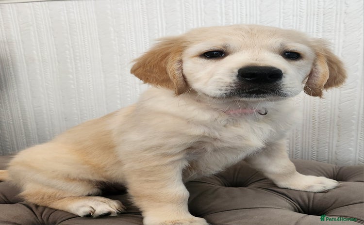 Golden Retriever dogs - Advert 1