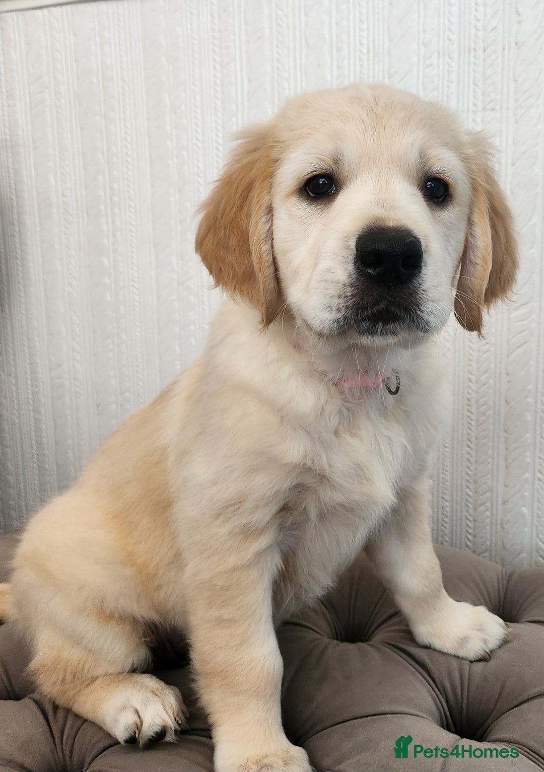 Golden Retriever dogs for sale: 3 girls left! KC Golden retriever pups!! - Image 4