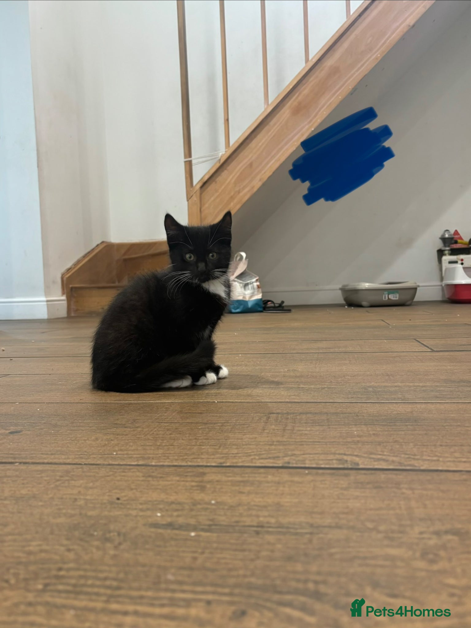 Mixed Breed cats for sale: 10 week old kittens for sale :) - Advert 6