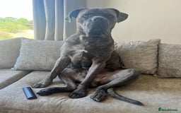 Cane Corso dogs for sale: Cane Corso for Re Homing  - Image 4