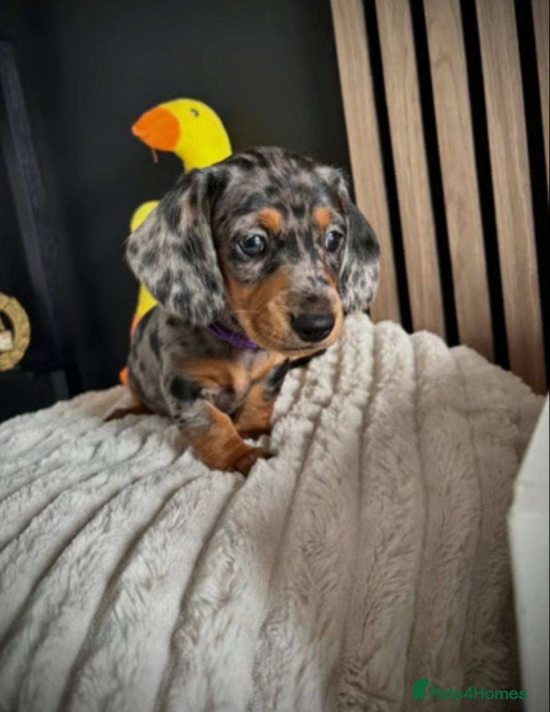 Miniature Dachshund dogs for sale: Miniature Dachshund Puppies  - Image 4