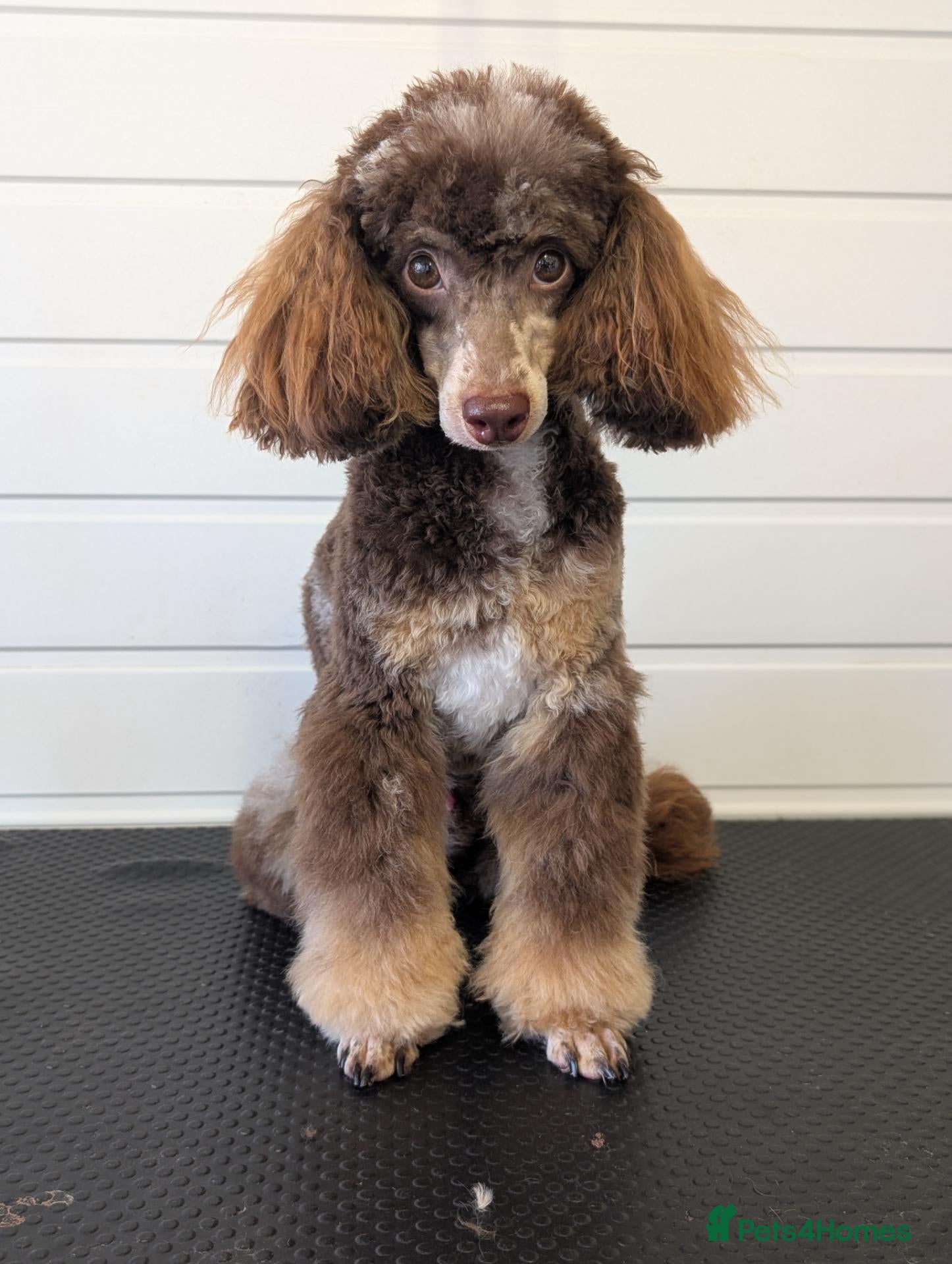 Toy Poodle dogs 🌟toy poodle for stud🌟 - Advert 5