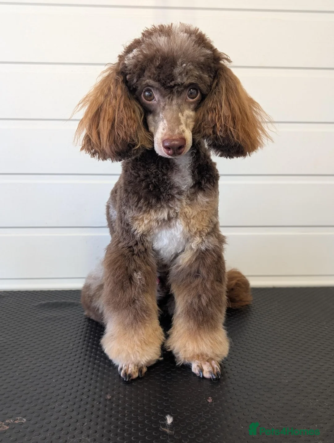 Toy Poodle dogs for stud: 🌟toy poodle for stud🌟 - Advert 1