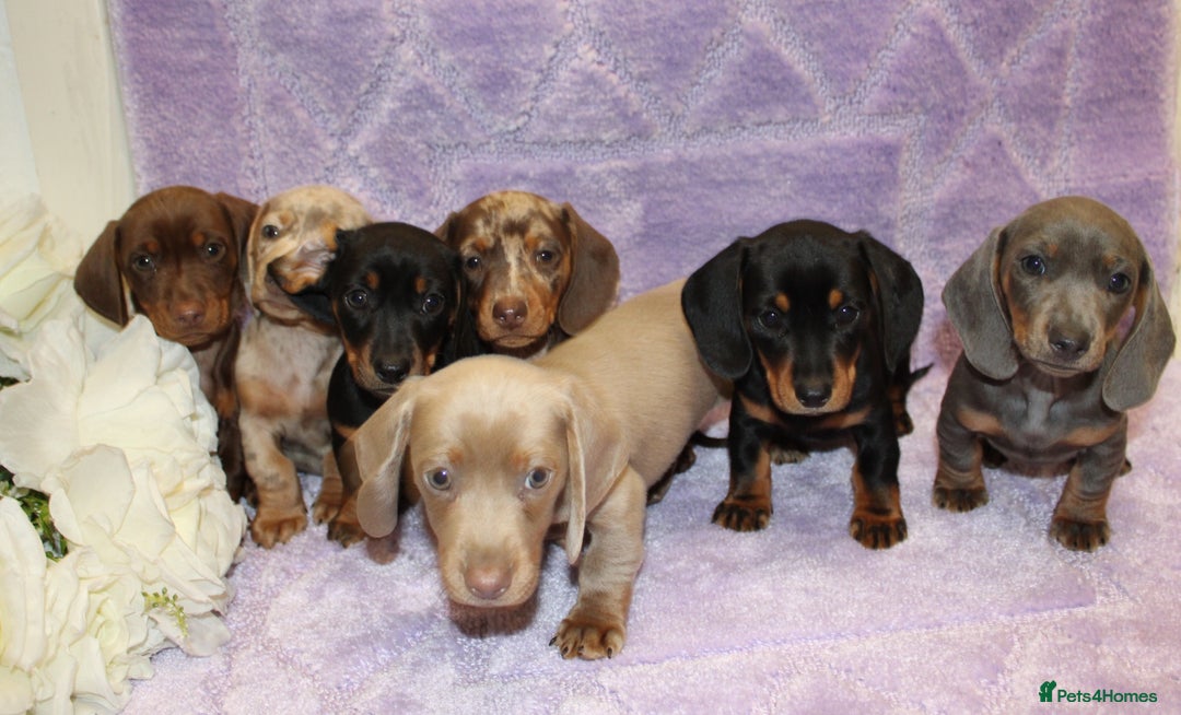 Miniature Dachshund dogs for sale: Kc registered miniature Dachshund puppies  - Image 16