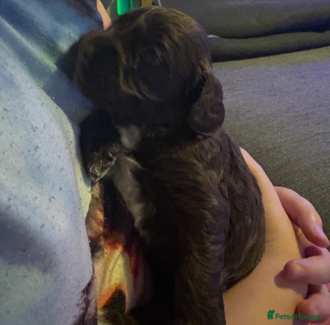 Cockapoo dogs for sale: 3 Delightful F1b Cockapoo girls (3/4 cocker) - Advert 7