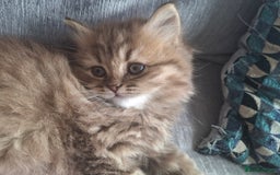 British Longhair cats for sale: 2 x Rare and stunning Pedigree BLH kittens - Image 5