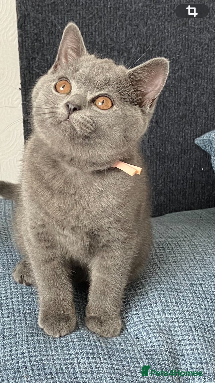 British Shorthair cats Beautif Blue  British Shorthair kittens available  - Advert 4
