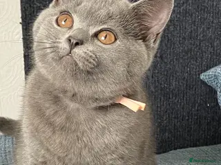 British Shorthair cats Beautif Blue British Shorthair kittens available - Advert 4