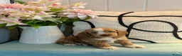 Cockapoo dogs for sale: 7 gorgeous f1 apricot Cockerpoos  - Advert 12