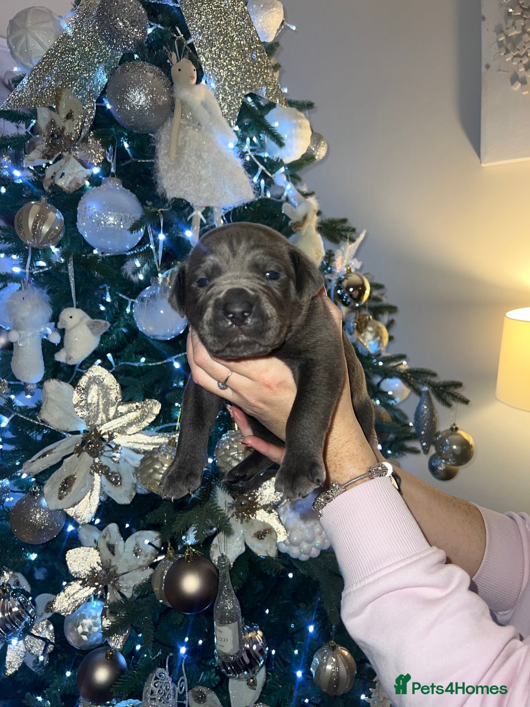 Cane Corso dogs for sale: Chunky cane corso boy pups - Advert 9