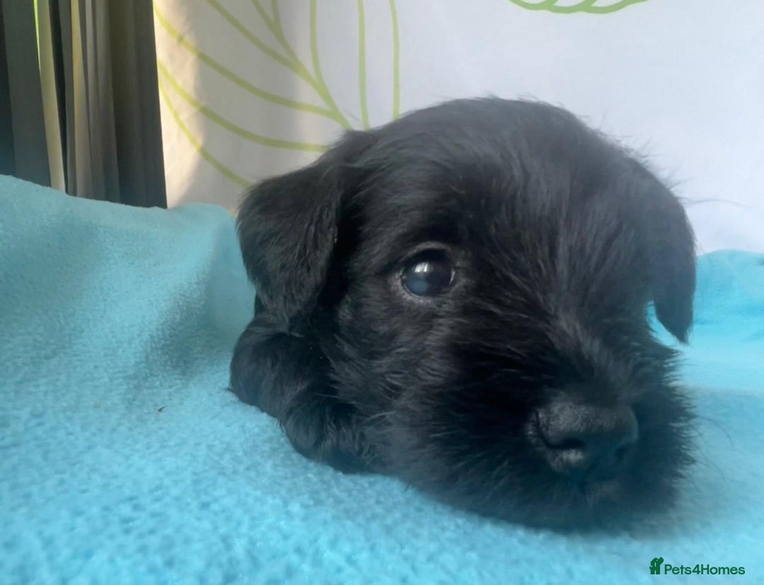 Miniature Schnauzer dogs for sale: Miniature Schnauzer Puppies - Image 21