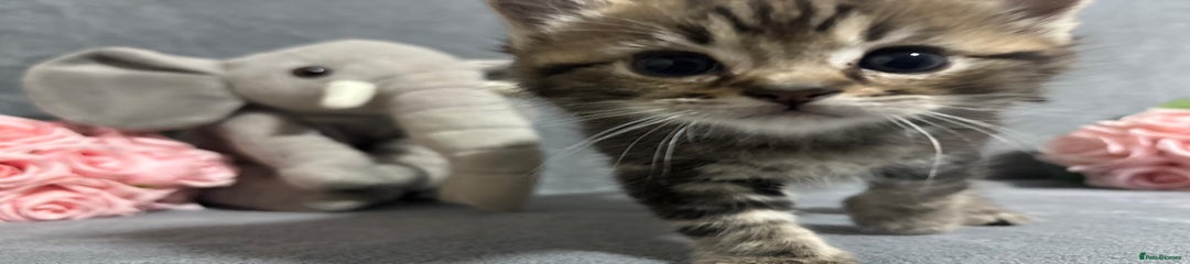 Mixed Breed Kitten tabby