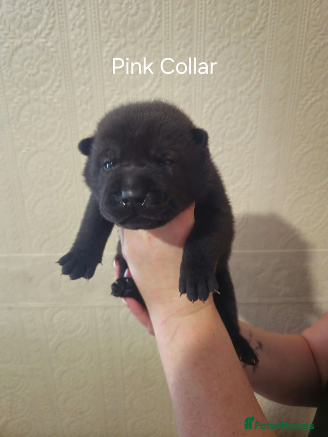 Mixed Breed dogs for sale: Chow Pei For Sale in Blyth - Advert 10