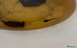 Frog reptiles for sale: D. tinctorius Powder Blue Dart Frog tadpoles - Image 2