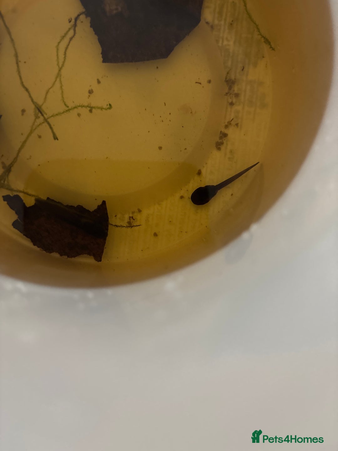 Frog reptiles for sale: D. tinctorius Powder Blue Dart Frog tadpoles - Image 2