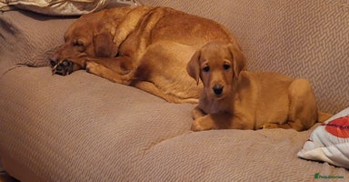 Labrador Retriever dogs KC registered Fox Red labrador puppies for sale - Advert 3
