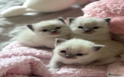 Ragdoll cats for sale: GCCF Ragdoll Kittens *CHIP*VACS*NEUTERED* - Image 5