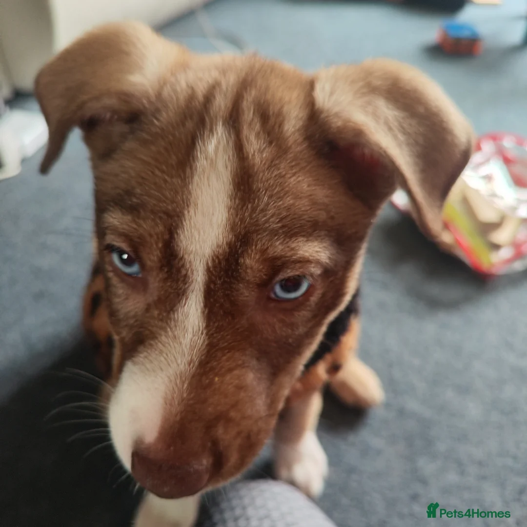 Mixed Breed dogs for sale: Beautiful female husky mix puppy - Advert 9