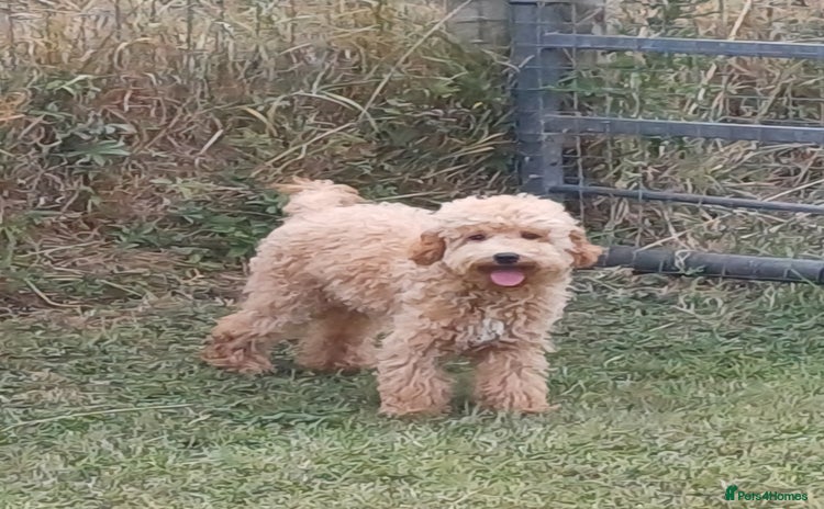 Cavapoo dogs - Advert 7