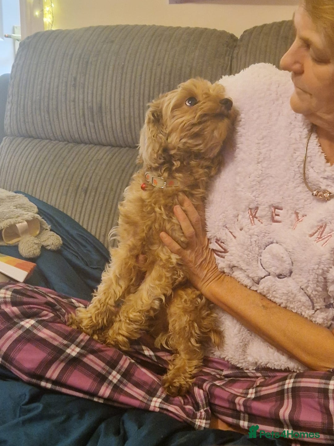 Cavapoo dogs for sale: Kavapoo - Advert 12