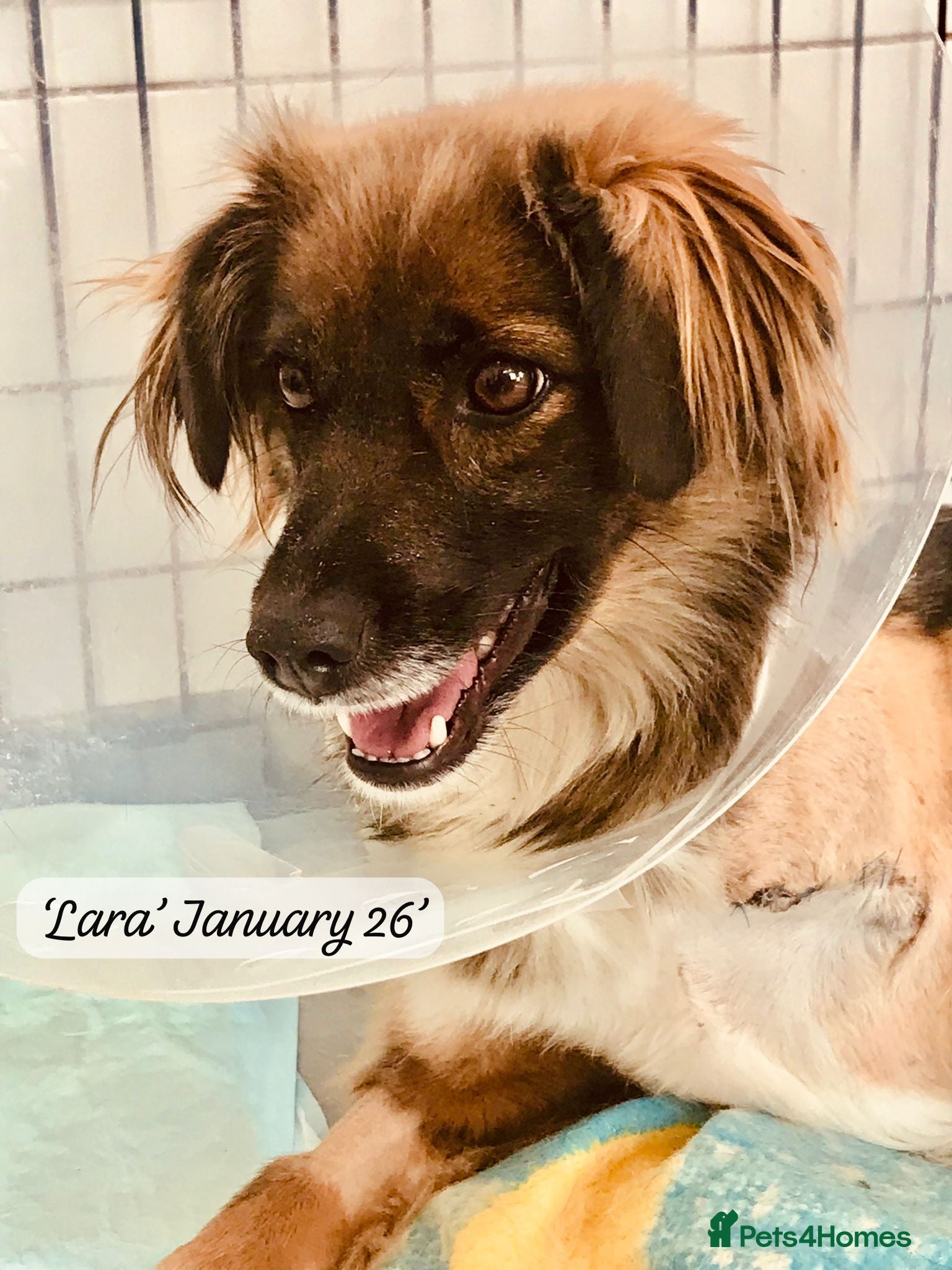 Mixed Breed dogs Lara, 6 yrs old approx. Available for adoption. - Advert 3