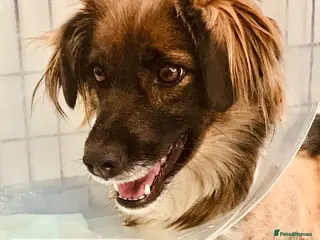 Mixed Breed dogs Lara, 6 yrs old approx. Available for adoption. - Advert 3