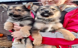 Shepsky dogs for sale: German Shepherd cross Husky Puppies  - Image 6