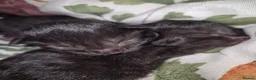 Mixed Breed cats for sale: 8 week old black half maine coone half tabby in Welwyn Garden City - Advert 12