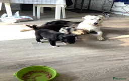 Border Collie dogs for sale: Border collie puppies  - Image 2