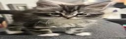 Maine Coon cats for sale: Maine coon cross - Advert 11