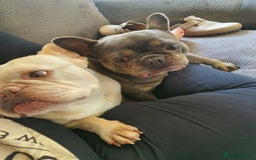French Bulldog dogs for sale: Beautiful white female frenchie - Image 5