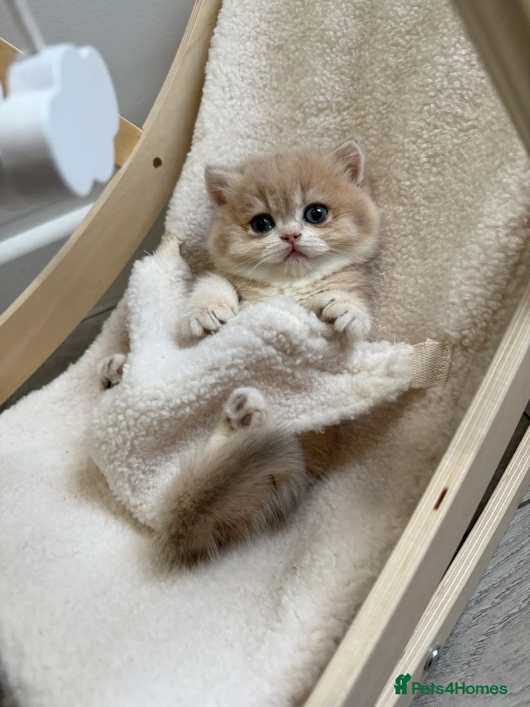 British Shorthair cats for sale: Golden Blue British Shorthair kittens - Advert 29