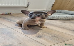 French Bulldog dogs for sale: Quality pups 4 Panel DNA Clear Gold Sierra Lines - Image 23