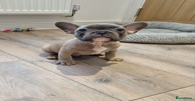 French Bulldog dogs - Advert 5