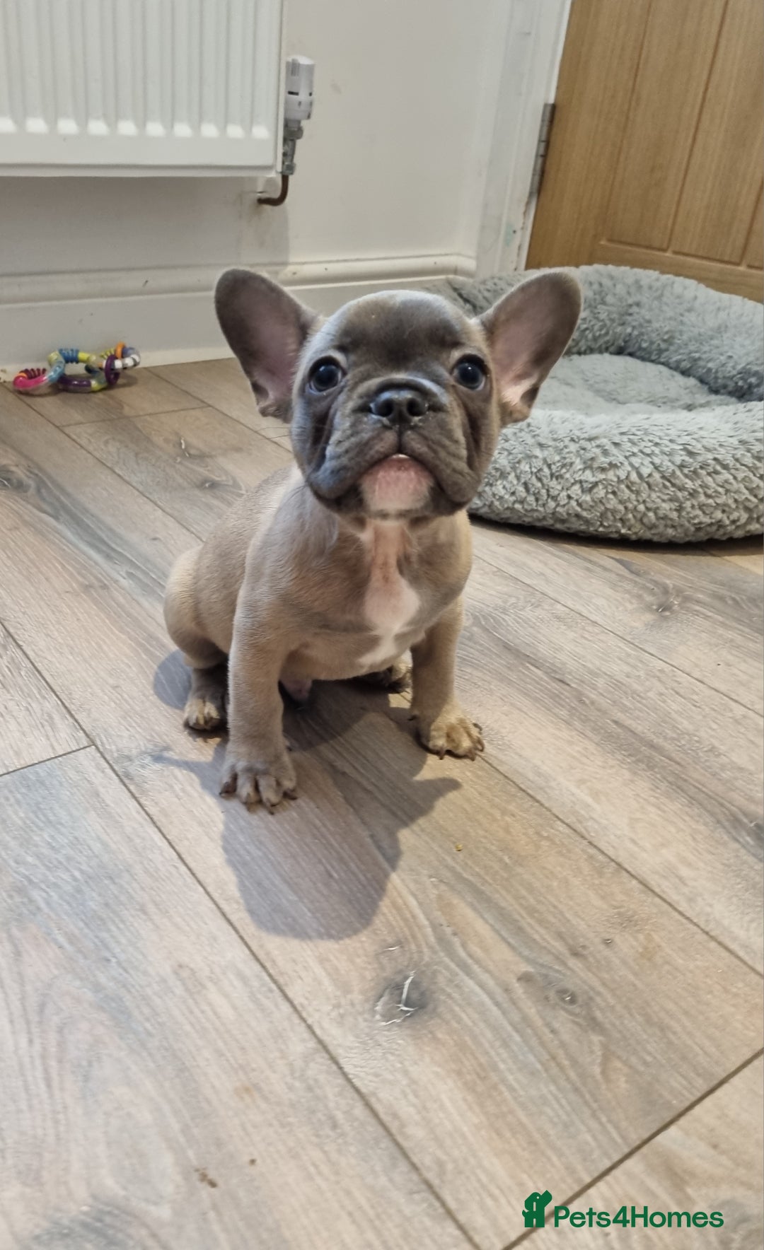 French Bulldog dogs for sale: Quality pups 4 Panel DNA Clear Gold Sierra Lines - Image 23