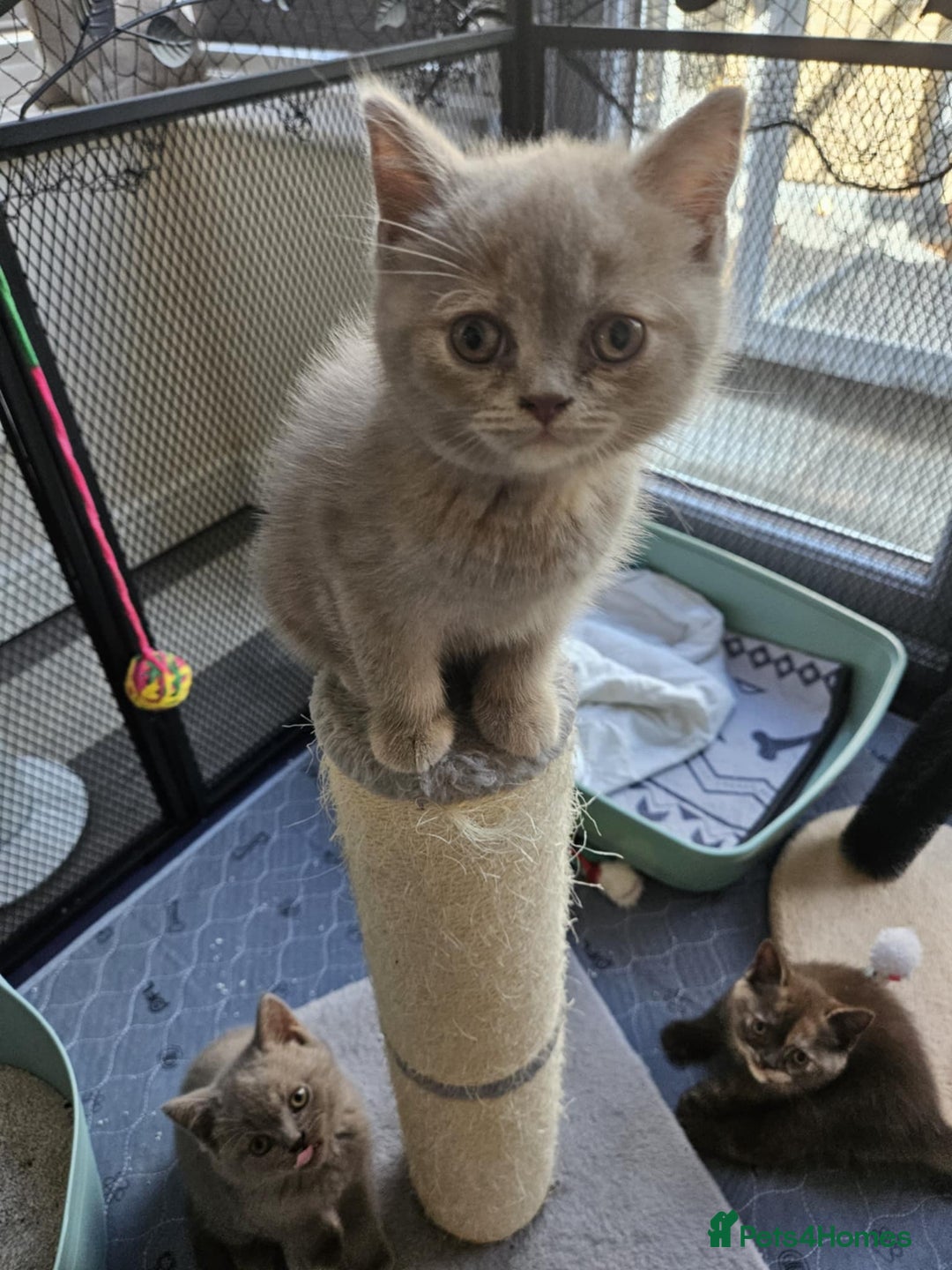 British Shorthair cats for sale: 🐾 British Shorthair Kittens – Ready Now 🐾 - Image 4