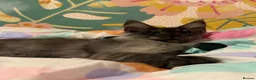 Maine Coon cats for sale: 🐾Beautiful Black Smoke Maine Coon Girl 🐾 - Advert 9