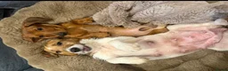 Jack Russell dogs for sale: 2 stunning girls needing new homes  - Advert 3