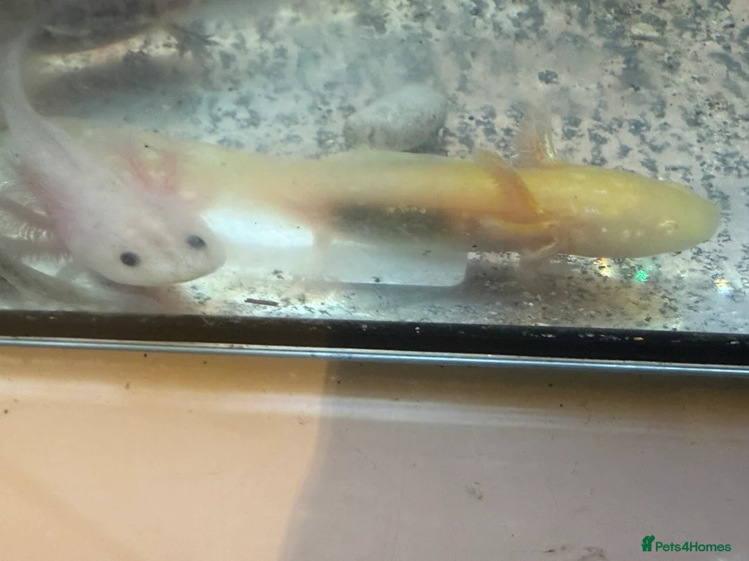Axolotl reptiles for sale: Axolotl - Advert 13