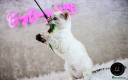 Bengal cats for sale: Beautiful Silver Lynx Bengal Kitten - Image 5