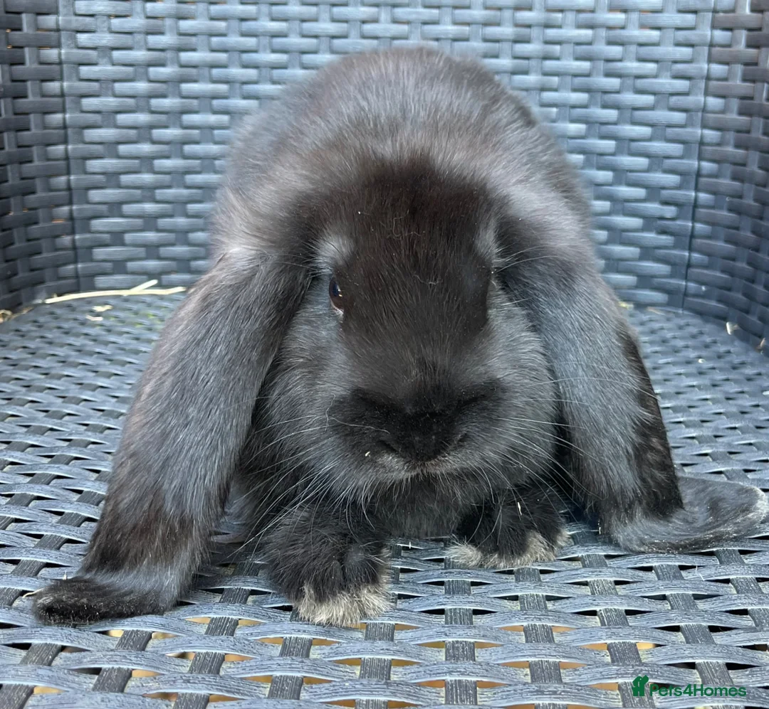 French Lop rabbits for sale: French lops in Swadlincote - Advert 2