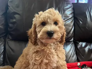 Cavapoochon dogs Cavapoochon boys puppies - Advert 6