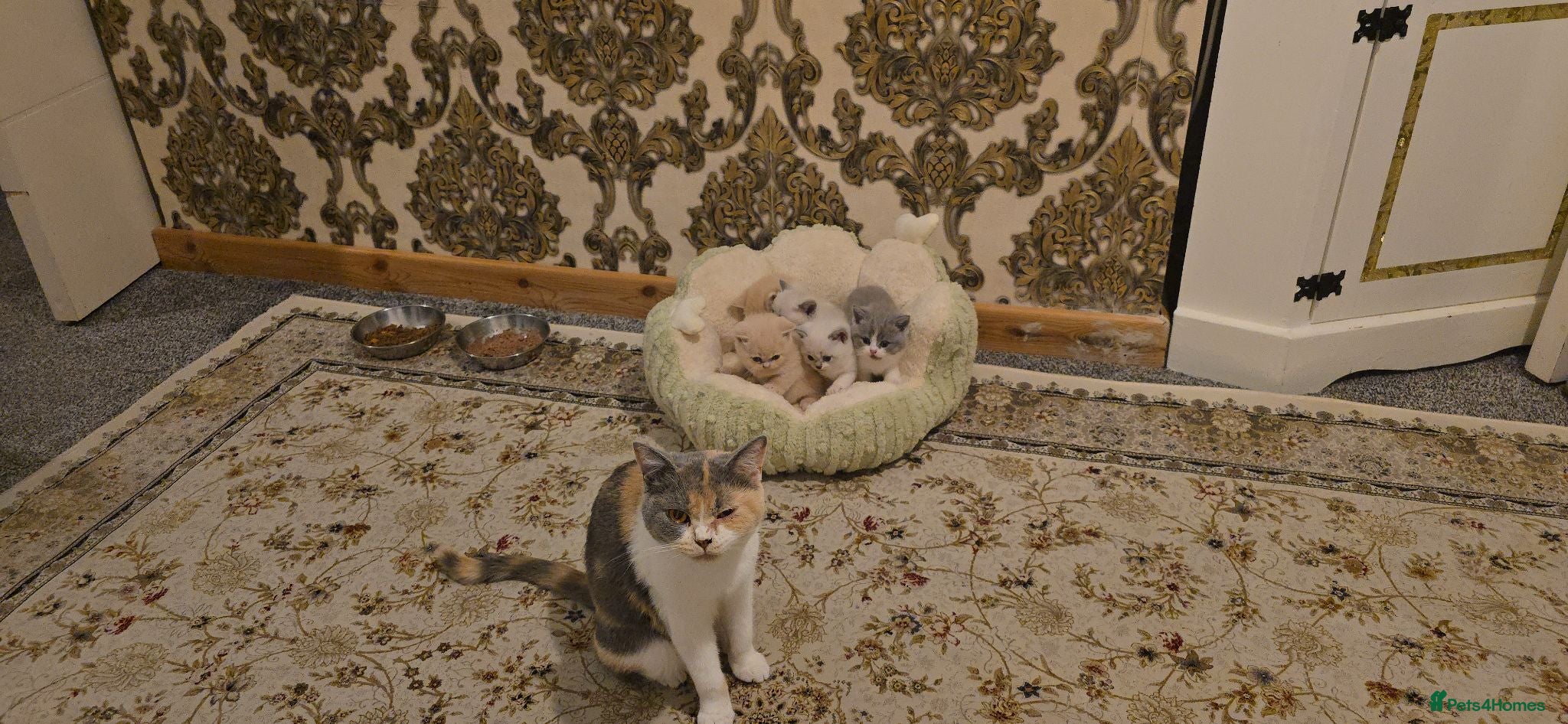 British Shorthair cats British short haired kittens  - Advert 1